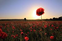 Genießen Sie die Frühlingssonne