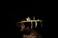 Eubranchus mandapamensis nudibranch, Tulamben, Bali, Indonesië