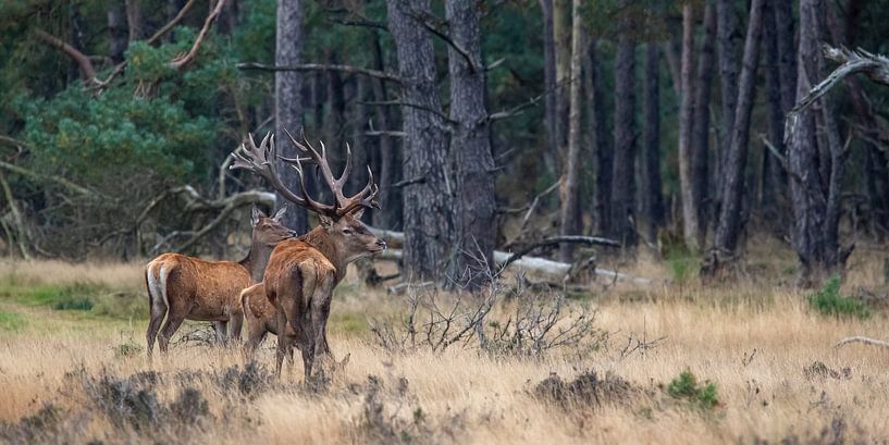 Cerfs rouges en rut par Evert Jan Kip
