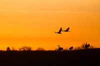 Crane in the early morning sun.