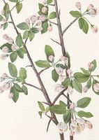 Wild Sweet Crab From North American Wildflowers (1925) Door Mary Vaux Walcott.