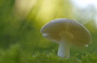 Gelbweißer Täubling