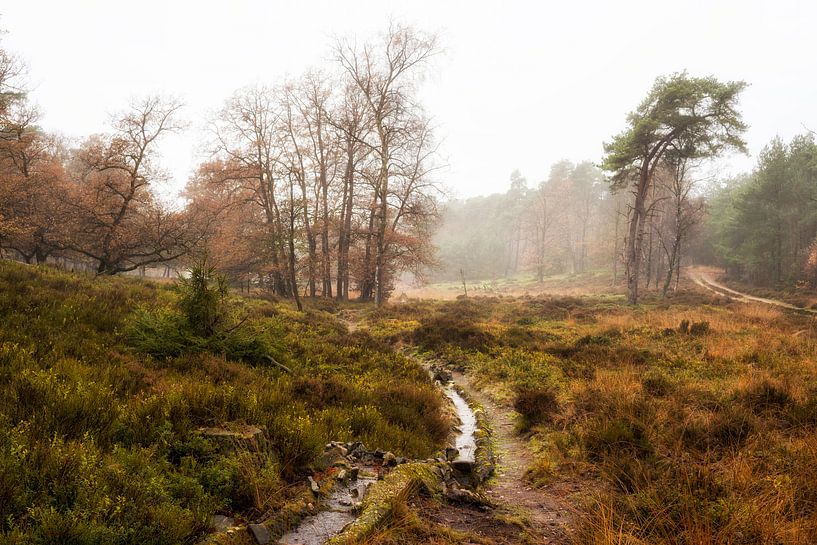 L'automne sur le Noorderheide par Jenco van Zalk