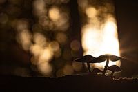 Mysteriöse Herbstlandschaft