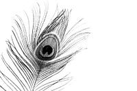 Peacock feather black and white
