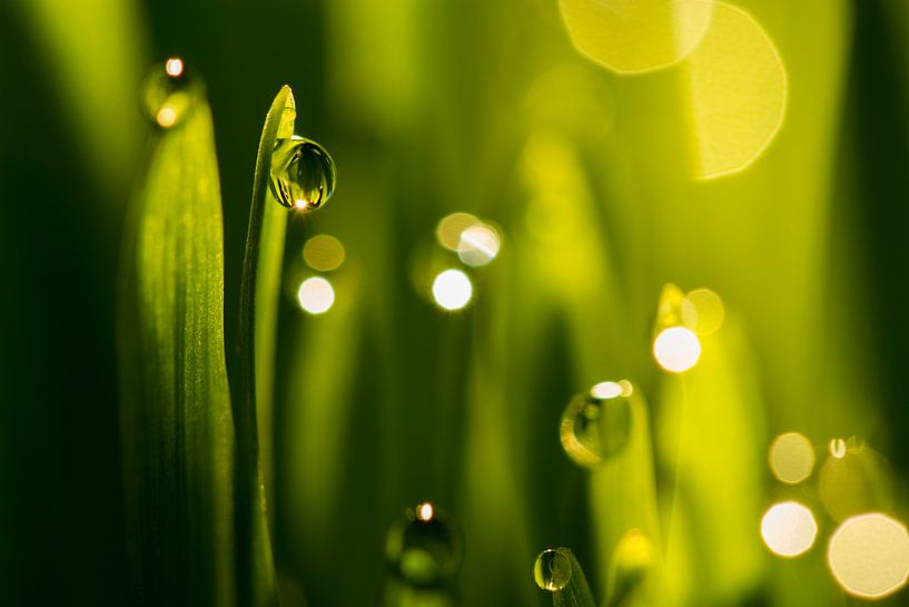 Water drops on green grass blades by Paul Wendels