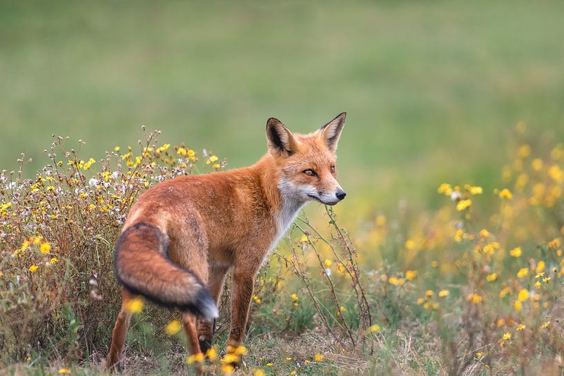 Le renard se tient dans l'herbe entre les fleurs sauvages jaunes. par Jolanda Aalbers
