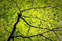 Die Adern des Waldes