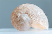 Coquille, nature morte au pastel