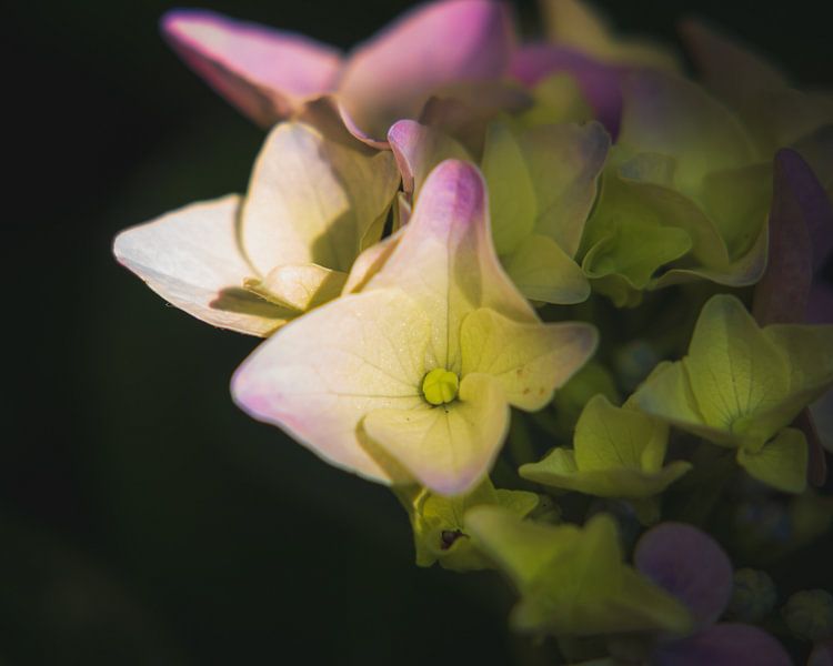 Hortensie in Nahaufnahme: Sanft von Pensierino by Barbara