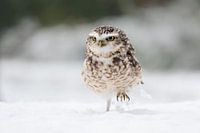 Burrowing owl in the snow