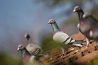 Brieftauben sind wieder zu Hause