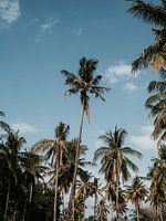 Palmen 1