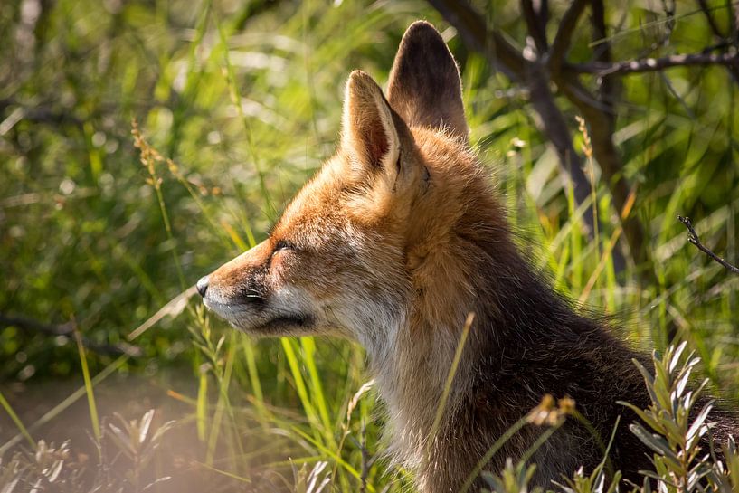 Gros plan sur le renard roux sous le soleil du soir par Marcel Alsemgeest