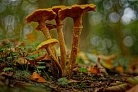 Honey fungus among autumn leaves