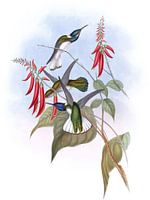 Toller Jakobin, John Gould