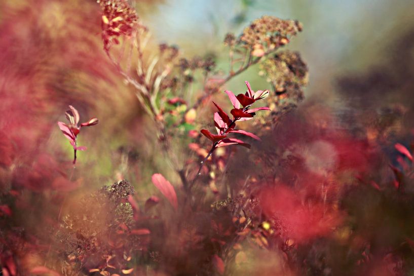 rouge d'automne...peinture de la nature par Els Fonteine