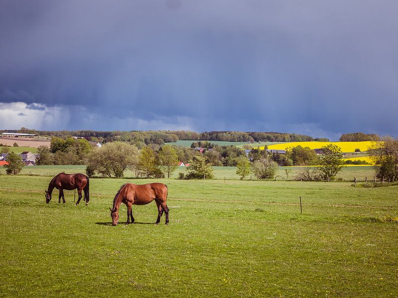 Pferde auf einer Wiese mit Gewitterwolken von Animaflora PicsStock