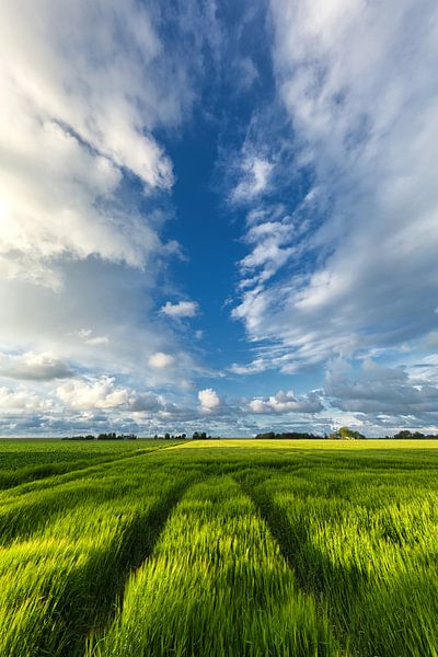 Summery skies above the grain fields in Groningen by Bas Meelker