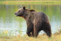 Brown bear at the forest lake