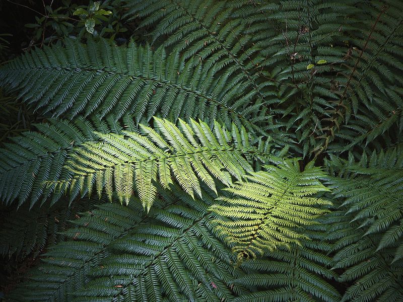 Looking for the sun. Ferns in different colour schemes. by Marloes van Pareren