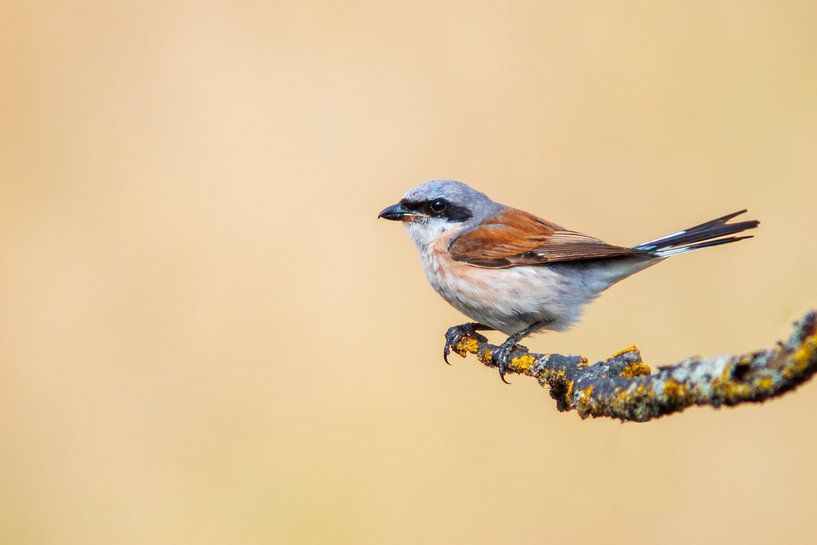 a male red-backed shrike bird (Lanius collurio) sitting on a branch, portrait, wildlife, europe, by Mario Plechaty Photography