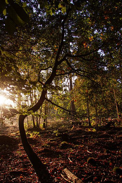 Spreulderbos by Danielle Kramer