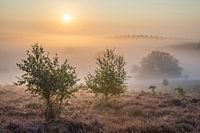 Boompjes op de Posbank