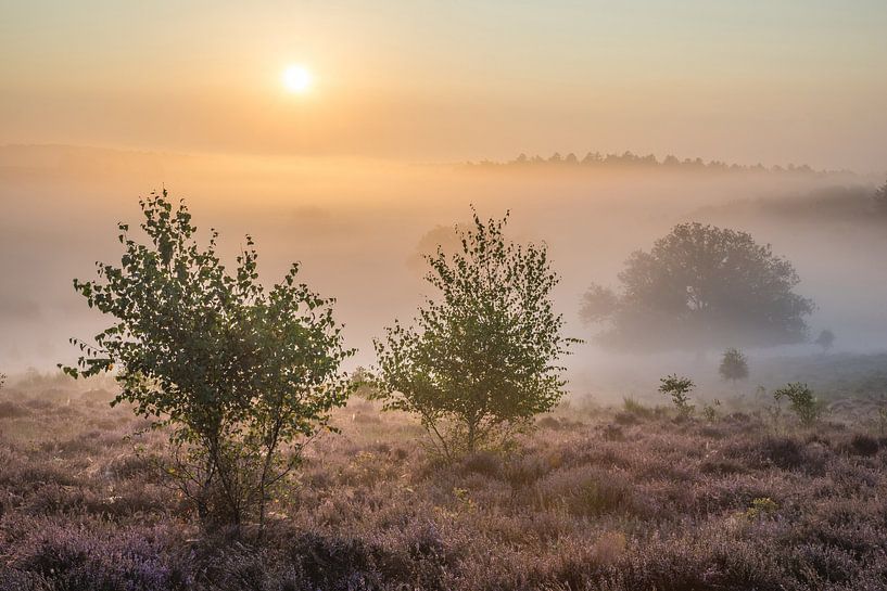Boompjes op de Posbank von Elroy Spelbos Fotografie