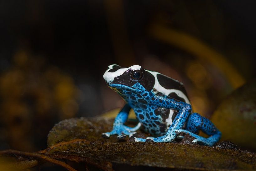 Pijlgif kikker by Desirée Couwenberg