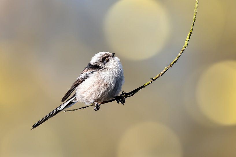 Tailed tit on a nice bokeh background by Gianni Argese