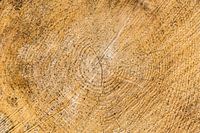 jaarringen, boom dwarsdoorsnede, kleurversie