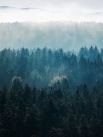 Les ombres de la forêt