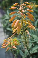 Blooming Aloe Vera Flowers