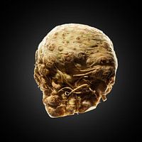 Celeriac on black background