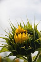 Sunflower - Die Hand ausstrecken