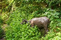 Ochse aus dem Schlamm