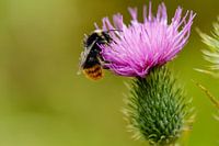 Bourdon des pierres sur une cirse des champs