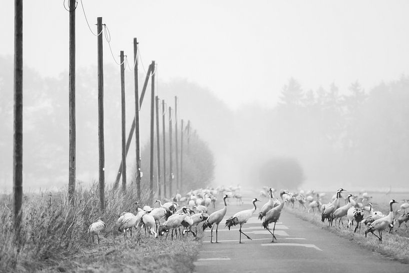 Crossing cranes by Danny Slijfer Natuurfotografie