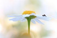 Makroaufnahme eines Gänseblümchens mit Fliegen in der Sonne