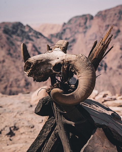 Jordan | Petra | Skull by Sander Spreeuwenberg