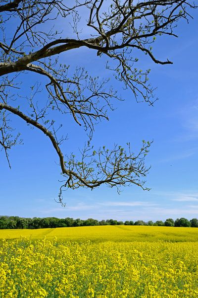 At the rape field by Ostsee Bilder