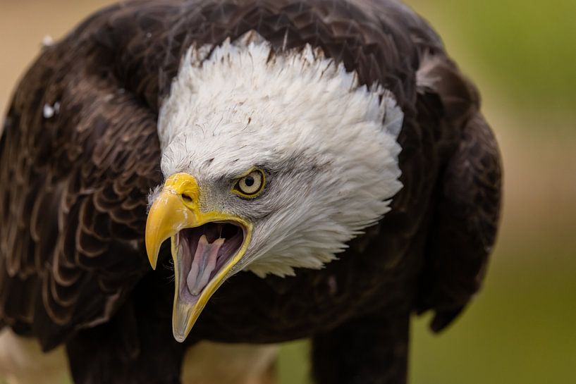 Bald Eagle, American Bald Eagle. by Gert Hilbink