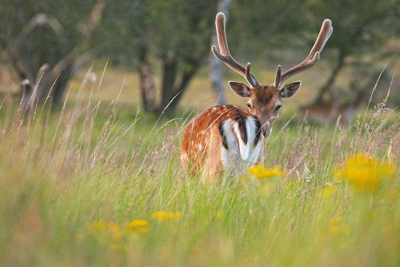 WYSIWYG - Deer looks back by AudFocus - Audrey van der Hoorn