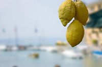 Zitronen auf dem italienischen Hafenmarkt