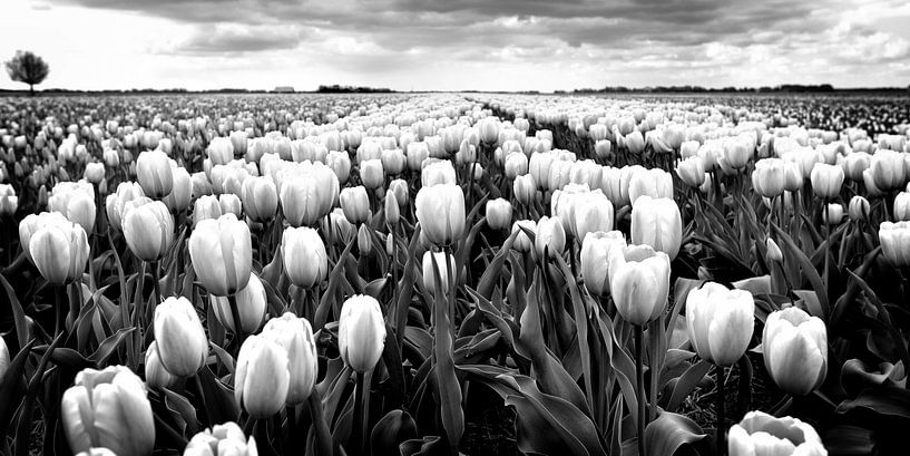 Tulipes (noir et blanc) par Rob Blok
