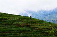 Rizières dans les montagnes de Sapa