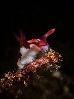 Weidende Nembrotha Chamberlaini