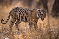 Junger Tiger ruft seine Familie