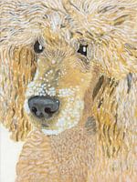 Königspudel mit Eiscreme auf der Nase